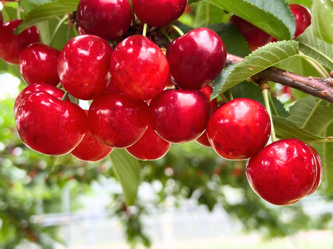 【常温便】採れたて さくらんぼ 甘い 旬1200g 佐藤錦  紅秀峰 秋田県産 サクランボ  家庭 贈答 三関 8パック 家庭用 お中元 ギフト さくらんぼ 家庭用