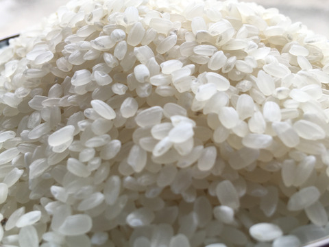 みどり豊(コシヒカリ)
白米２０kg
農薬 化学肥料 除草剤不使用