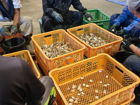 濃厚で甘い！大粒福地ホワイト六片にんにく 500g（農薬・化学肥料不使用／バラ）