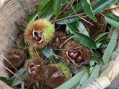 【1kg】秋の味覚『やまえ栗』M〜LLサイズの詰め合わせ！
