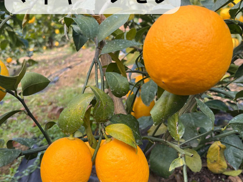 りのか＆マイヤー100％果汁  720ml×6本