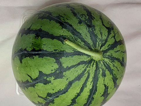 【中玉スイカ】糖度１0度以上「１玉」高野山麓紀美野産