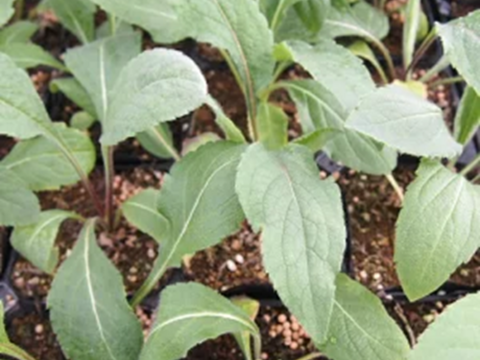 2個セット  セファラリア ギガンティア イングリッシュガーデン 花苗 多年草 宿根草