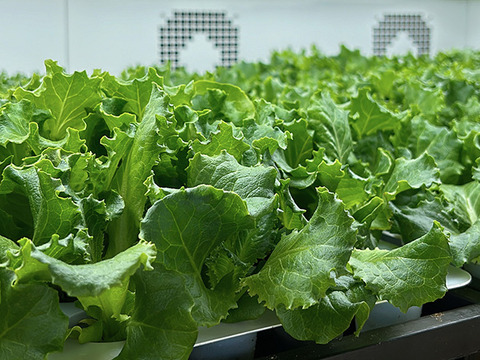 増量！水耕栽培レタス３種セット２kg