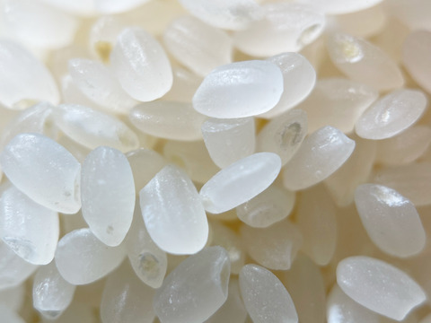 【リオレのレシピ付き】【新米/10kg】ふっくら、もっちり、甘い! 令和3年産 那須の麓のコシヒカリ 白米