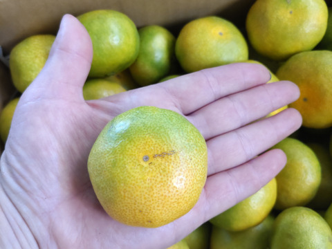 爽やか！大分県産  ハウスミカン 家庭用4キロ