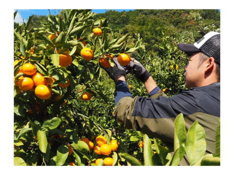 【予約販売】木下さんちのみかん『良品5キロ×2箱』