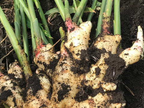 小さい農家がこだわって創った　おとなのジンジャーシロップ 150ml X 5袋