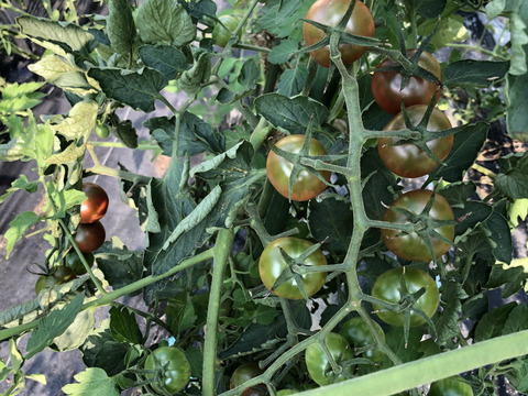 旬の固定種★おまかせ野菜セット★80サイズ