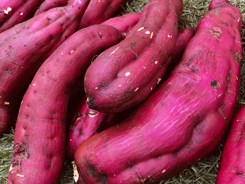 訳あり＊紅あずま3kg＊栽培期間中農薬化学肥料不使用