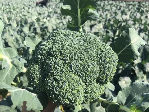 【ちょっと訳あり】ブロッコリー5〜7個