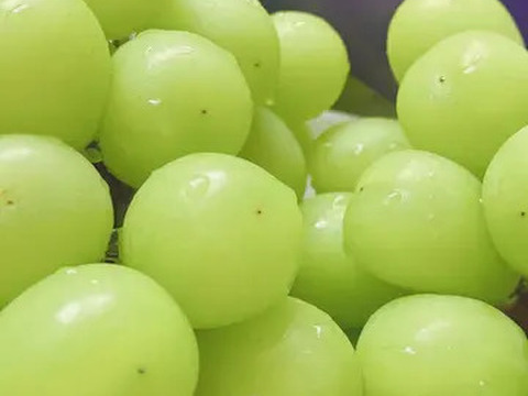 眠りすぎネコシャインマスカット4キロ家庭用 眠りすぎネコ様専用シャインマスカット4キロ家庭用