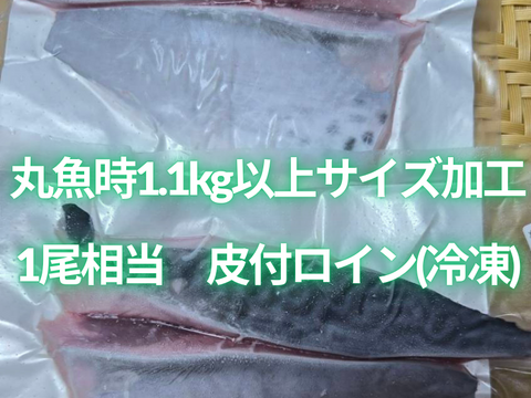 新星！養殖スマ(媛スマ)冷凍皮付ロイン(300g~330g) 2パック/箱