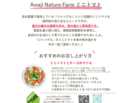 【ミニトマト2kg】淡路島産　濃厚な甘みと味の濃さが魅力的な品種「ジャングル」
