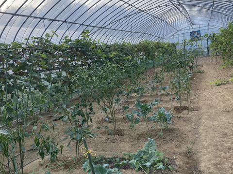 岡山県から直送の青唐辛子のタバスコ50個