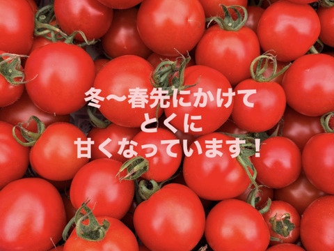 豊作特価⭐️甘くて柔らかい！中玉トマトフルティカ１キロ