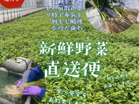 【年始1月6日頃からの発送】セリ単品 1000g 北限のせり 鍋 セリ鍋 きりたんぽ鍋 セリ蒸し 天ぷら せり 三関産せり しゃぶしゃぶ
大晦日 家庭 鍋料理 ギフト お歳暮 秋田