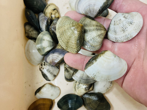 小玉貝（小） 2キロ