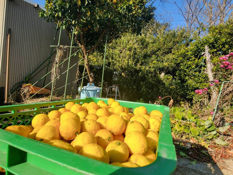 柚子の果皮スライス（冷凍）