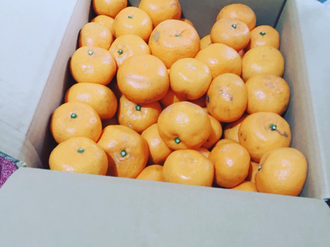 甘くて濃厚★ 機能性表示食品の有田みかん10kg★骨の健康維持に！