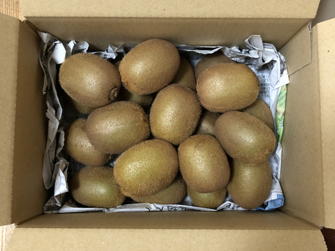 甘味・酸味のバランス◎山梨県産キウイフルーツ（ヘイワード）1.75〜1.8kg