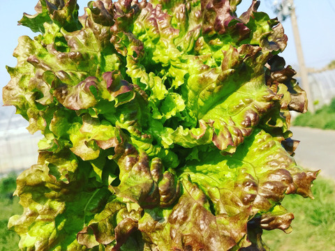 ふんわり美味しい【サニーレタス1キロ】