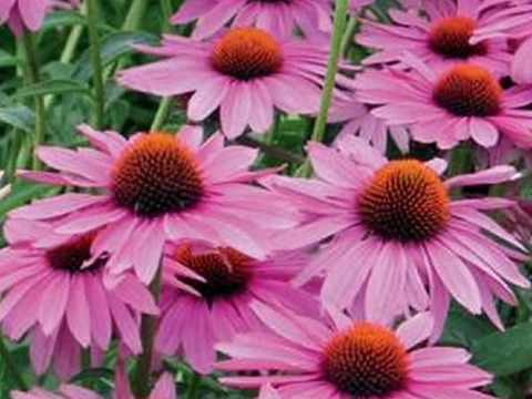 2個セット エキナセア エキナセア プリマドンナディープローズ イングリッシュガーデン 宿根草 多年草