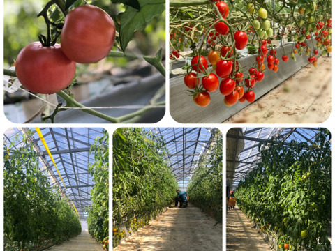 『フラガール』栃木県産　約1.9kg（大きさ不揃い）