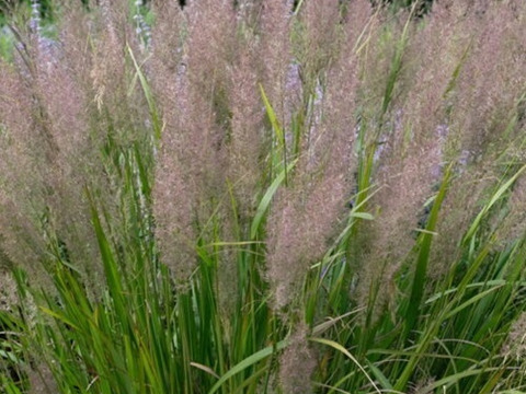 2個セット グラス カラマグロスティス ブラキトリカ オーナメントグラス  イングリッシュガーデン 花苗 多年草 宿根草