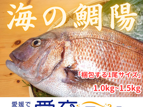 【贅沢ﾊﾟｯｸ】養殖カンパチ1尾＆海の鯛陽1尾 /箱