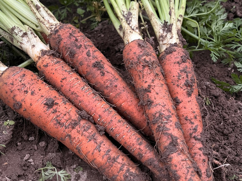上品な美味しさ山内にんじん2キロ