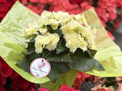 【贈答用】淡いレモンイエローの花弁が可愛い希少品種！エラチオールベゴニア【デイジーフリンジ】4.5寸