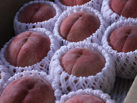 【家庭用】長野県産 “あかつき” 桃 3kg（7〜12玉入り）