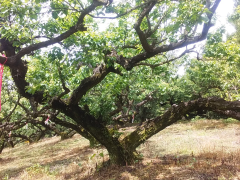 【冷凍梅】美味梅シロップ手作りレシピ進呈中！(2㎏)和歌山産