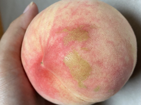 たっぷり家庭用わがままボディ♡もも♡山形県産あかつき♡