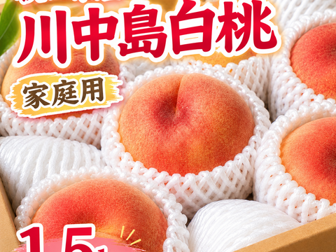 クール便 白桃の王道！桃【川中島白桃 秋田県産】家庭用1.5kg：秋田県