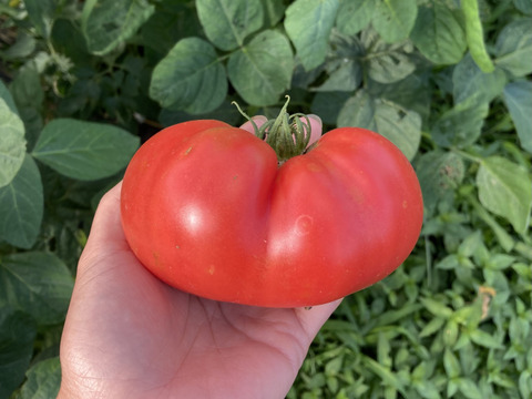 新鮮！旬の野菜セット【Lサイズ : 約7～8kg】【15品目】農薬・化学肥料不使用