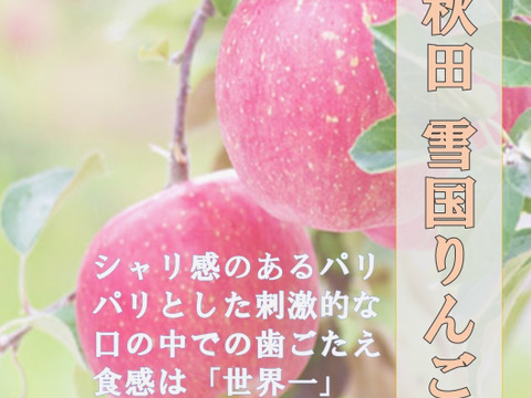 【当日〜翌日発送】りんご 採れたてふじ 家庭用 贈答 約8〜10玉 スッキリ美味しい 約3kg リンゴ 通販 産直 ふじりんご サンふじ