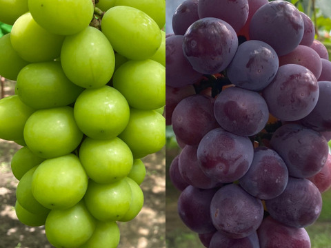 【赤秀】岡山県産ぶどう人気2種セット｜シャインマスカット＆ピオーネ1.0kg（500g×2）