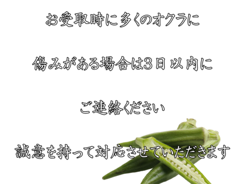 熊本県八代産　朝採おくら　１kg　100本以上