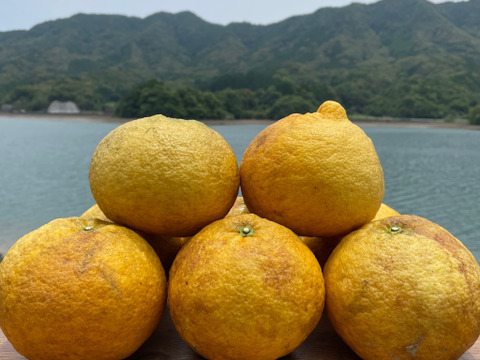 【夜市限定】樹なり柑橘食べ比べセット（紅河内晩柑・甘夏）箱込み4kg