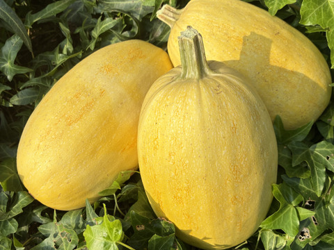 訳あり＊バターナッツ&そうめんかぼちゃのセット＊固定種＊3kg