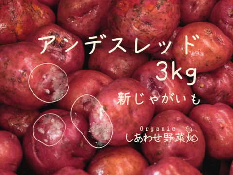 うまみと甘み　有機新じゃがいも 3kg｜アンデスレッド