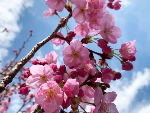 【農薬不使用】桜の塩漬け・3袋《農薬・化学肥料・着色料不使用》