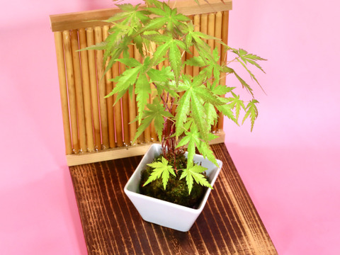 〜優しい空間を〜　苔玉　山もみじ（衝立付き）