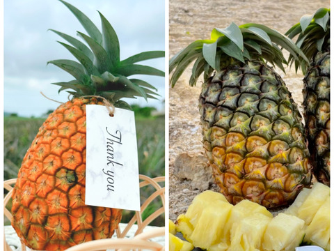 【石垣島産】希少パインと大人気パインのお得な食べ比べセット!!サンドルチェ1玉・ジュワリーパイン2玉