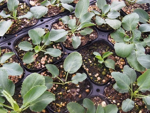 2個セット  エリンジューム ブルーグリッター  ブルーガーデン 宿根草 多年草