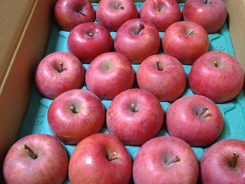 信州あづみ野から美味しい「サンふじ」Mサイズ 約5㎏ （11月下旬～）