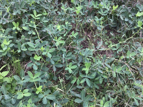 期間限定！自然農で作った掘り立て！生落花生