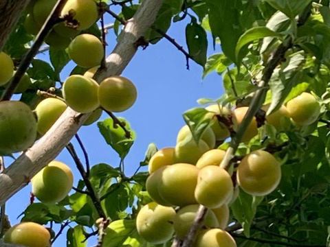 自然栽培　完熟梅（ありがうめ）　1.7kg 　下処理不要で梅仕事なんと3分！　殺菌洗浄済でカビなどの失敗しにくい　しかも完成も早いよ！